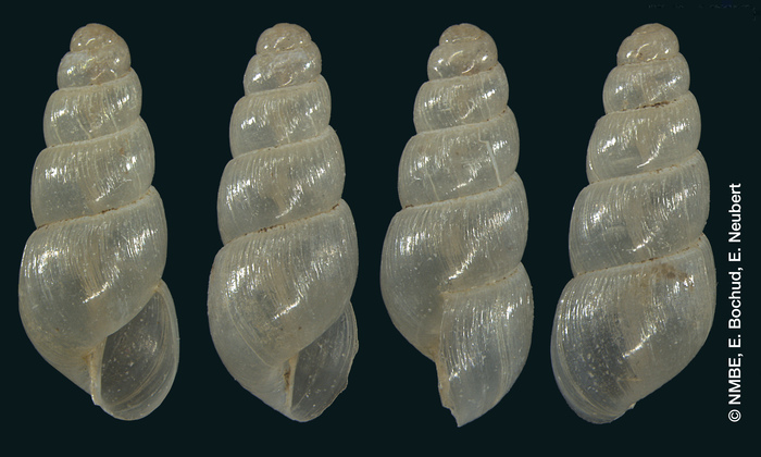 Stenogyra (Opeas) margaritacea Shuttleworth, 1854