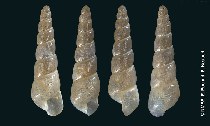 Stenogyra (Subulina) acicularis Shuttleworth, 1854