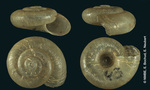 Helix circumsessa Shuttleworth, 1852