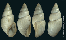 Bulimus aurismyoxi Shuttleworth, 1852
