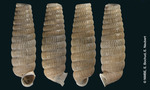 Cylindrella filicosta Shuttleworth, 1852