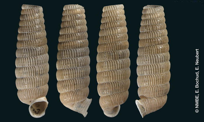 Cylindrella filicosta Shuttleworth, 1852