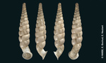 Cylindrella marmorata Shuttleworth, 1852