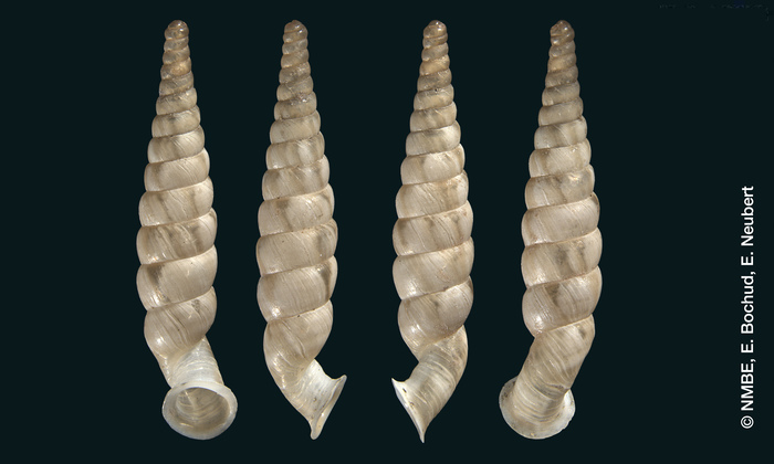 Cylindrella marmorata Shuttleworth, 1852