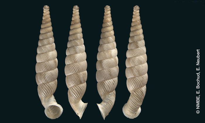 Cylindrella rugeli Shuttleworth, 1852