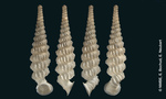 Cylindrella scalarina Shuttleworth, 1852