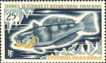 Notothenia macrocephalus