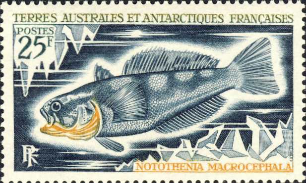 Notothenia macrocephalus Notothenia macrocephalus