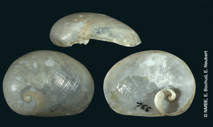 Gaeotis albopunctulata Shuttleworth, 1854