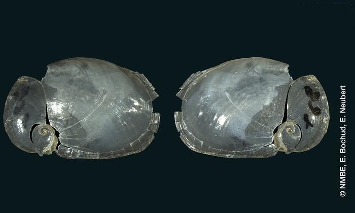 Gaeotis flavolineata Shuttleworth, 1854