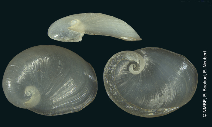 Gaeotis nigrolineata Shuttleworth, 1854