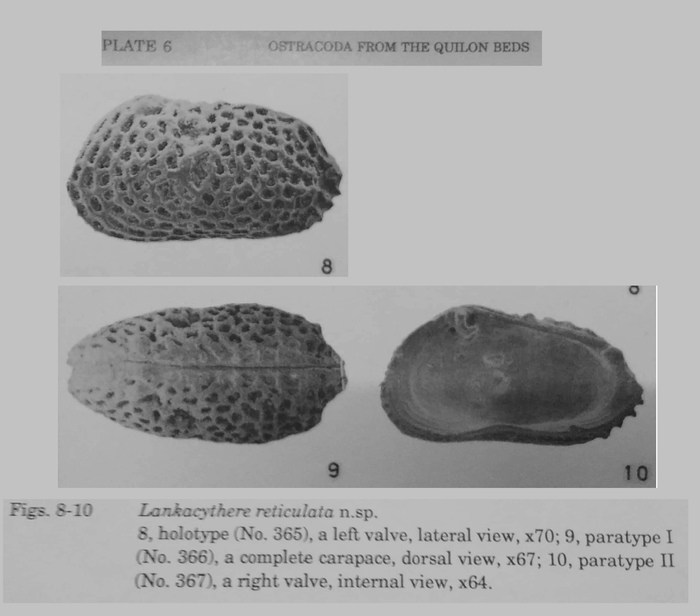 Lankacythere reticulata Khosla &amp; Nagori, 1989 from the original description