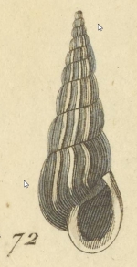 Turbonilla costulata, original figure in Risso (1826, pl. 5 fig. 72)