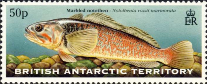 Notothenia rossii marmorata Notothenia rossii marmorata