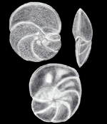 Discorbinella limpida McCulloch, 1981