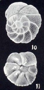 Pararotalia (?) roseiformis McCulloch, 1981
