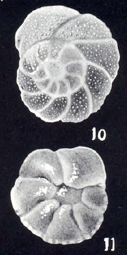 Pararotalia (?) roseiformis McCulloch, 1981