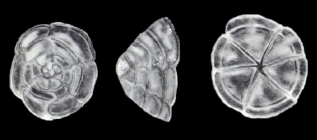 Fastigiella (?) discors McCulloch, 1981