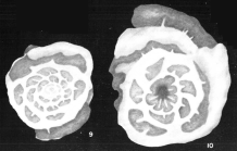 Plummerinella kimberleyensis Crespin, 1958