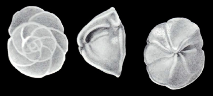Eponides (?) arubaensis McCulloch, 1981