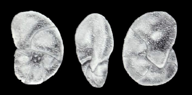 Valvulineria lavelaensis McCulloch, 1981