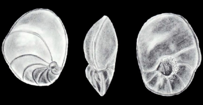 Lamarckina atlantiformis McCulloch, 1981