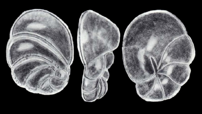 Lamarckina (?) discors McCulloch, 1981