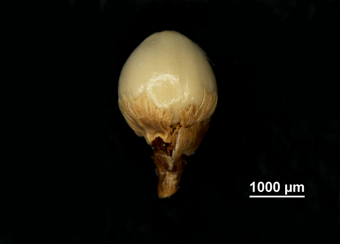 Nutlet of Scleria neogranatensis US02099183 Brazil