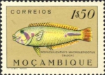 Novaculichthys macrolepidotus
