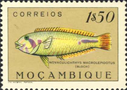 Novaculichthys macrolepidotus Novaculichthys macrolepidotus