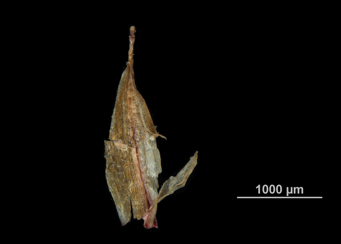 Glume of Scleria pantadenia US04172264 Tanzania