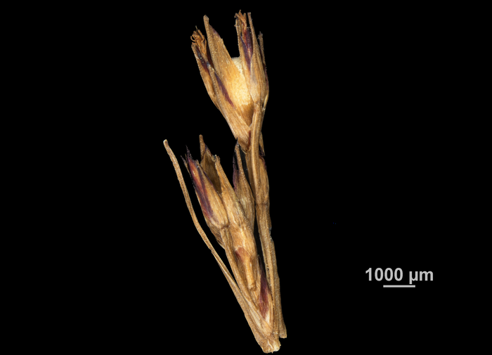 Inflorescence of Scleria parvula US02100024 Senegal