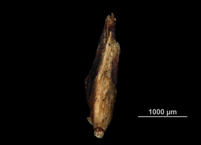 Glume of Scleria robinsoniana US04172249 Guinea