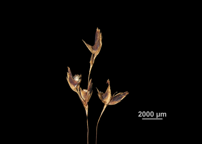 Inflorescences of Scleria robinsoniana US04172249 Guinea