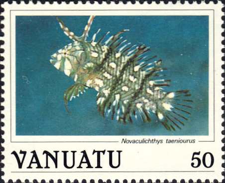 Novaculichthys taeniourus