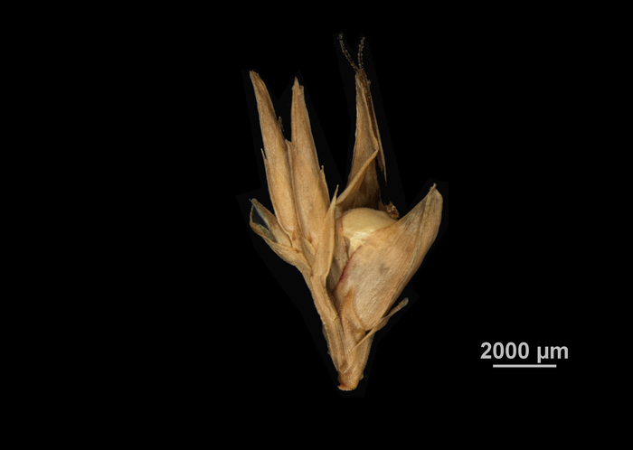 Inflorescence of Scleria scabra US02099247 Brazil