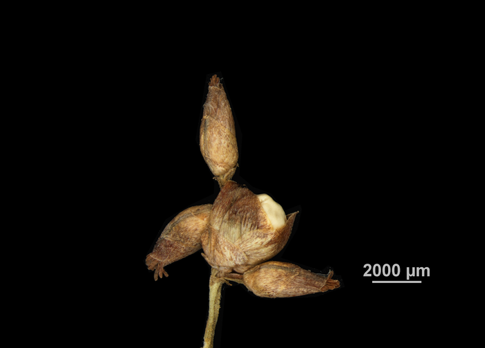 Inflorescence of Scleria sprucei US02099322 Colombia