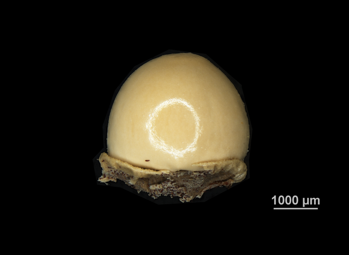 Nutlet of Scleria sprucei US02099322 Colombia