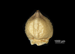 Nutlet of Scleria tepuiense US00880645 Venezuela