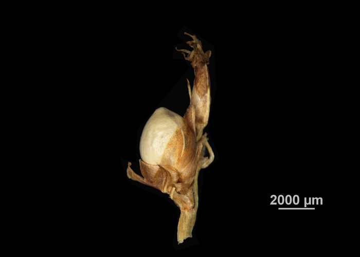 Inflorescence of Scleria tropicalis US04172227 Colombia