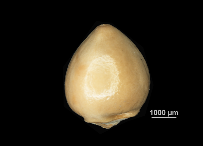 Nutlet of Scleria tropicalis US04172227 Colombia