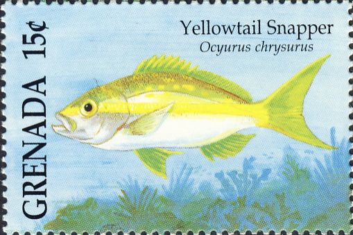 Ocyurus chrysurus Ocyurus chrysurus
