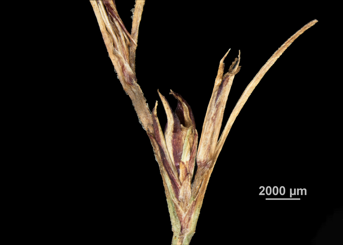 Inflorescence of Scleria unguiculata US02100072 Tanzania