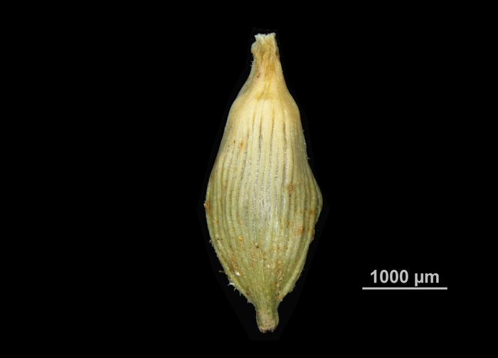 Utricle abaxial of Carex cryptostachys US02144194 Thailand