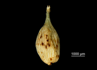 Utricle abaxial of Carex indica US02146364 Fiji