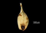 Utricle adaxial of Carex indica US02146364 Fiji
