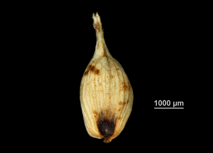Utricle adaxial of Carex indica US02146364 Fiji