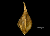 Utricle abaxial Carex tricephala US00732926