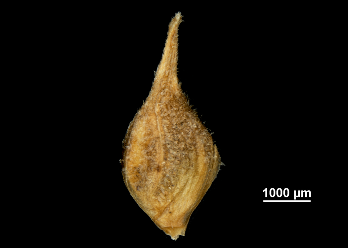 Utricle adaxial Carex tricephala US00732926