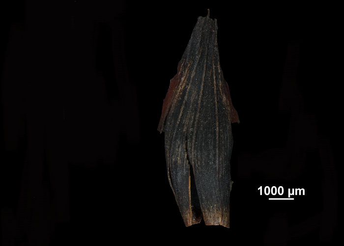 Glume of Gahnia procera US02234491 New Zealand